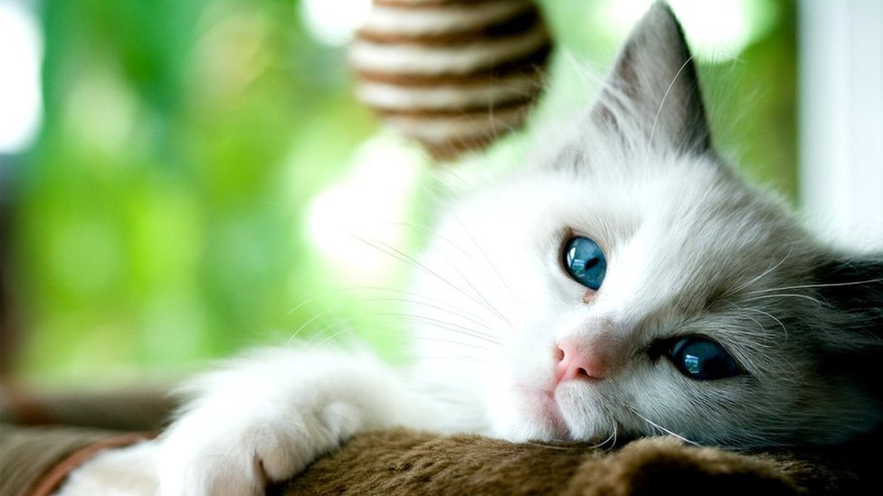 Blogcatone
