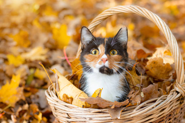 Need Cat Sitting In Lake Monticello This Holiday Season?