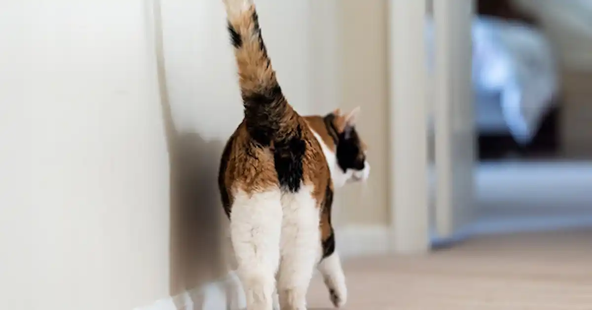 Why Cats Put Their Butt In Our Face?