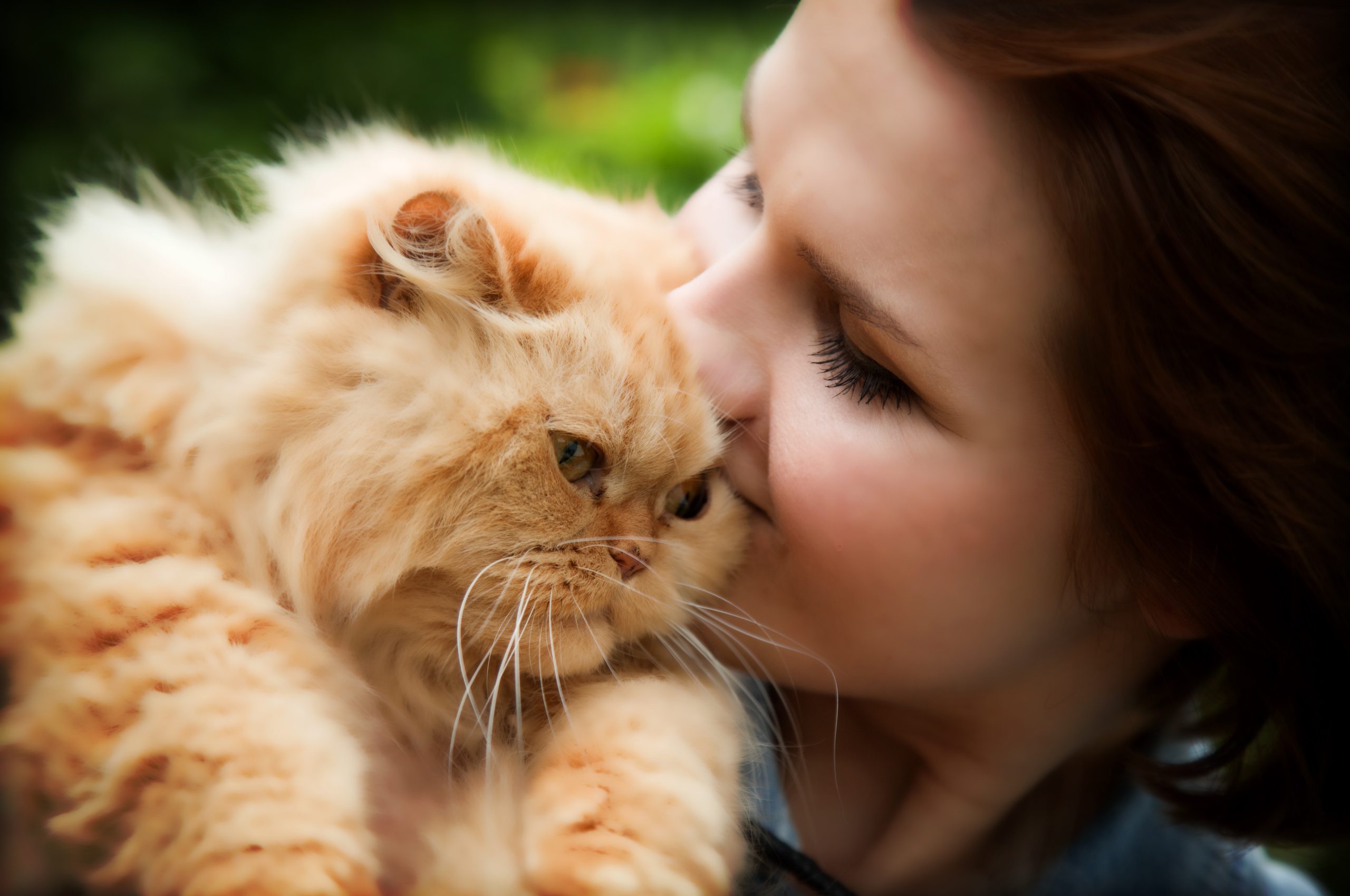 Beware Of These 10 Plants That Are Highly Toxic To Cats