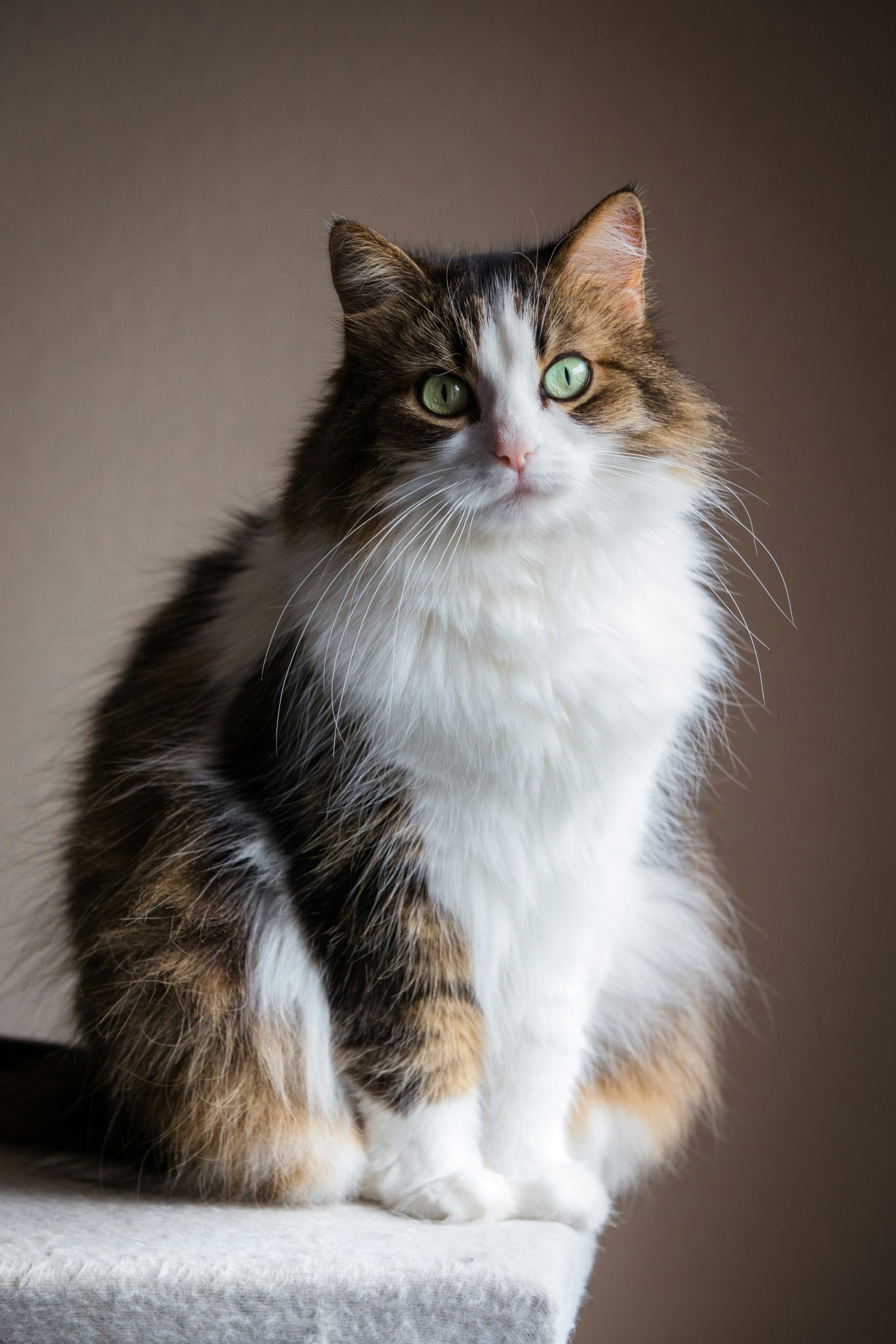 A long-haired cat cared for at home by MEOW! At the Lake in Lake Monticello
